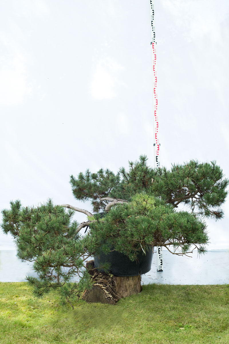 Sosna kosodrzewina - Pinus mugo subsp. mugo duże drzewo drzewa sadzonki w donicach szkółka sprzedaż sklep do ogrodu sadzenia iglaste zimozielone bonsai