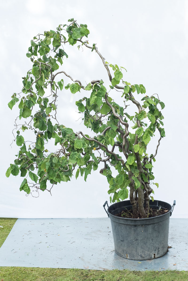 Leszczyna pospolita 'Contorta' - Corylus avellana duże drzewo drzewa sadzonki w donicach szkółka sprzedaż sklep do ogrodu sadzenia liściaste liście