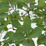 Perukowiec podolski - Cotinus coggygria duże drzewo drzewa sadzonki w donicach szkółka sprzedaż sklep do ogrodu sadzenia liściaste liście bonsai