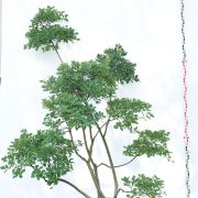 Perukowiec podolski - Cotinus coggygria duże drzewo drzewa sadzonki w donicach szkółka sprzedaż sklep do ogrodu sadzenia liściaste liście bonsai