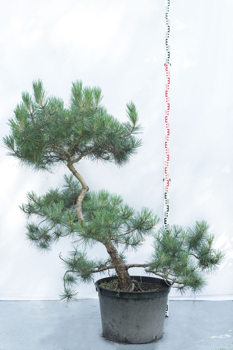 Sosna czarna - Pinus nigra subsp. nigra duże drzewo drzewa sadzonki w donicach szkółka sprzedaż sklep do ogrodu sadzenia iglaste zimozielone bonsai