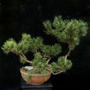 Sosna pospolita - Pinus sylvestris duże drzewo drzewa sadzonki w donicach szkółka sprzedaż sklep do ogrodu sadzenia iglaste zimozielone bonsai