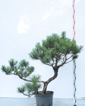 Sosna pospolita bonsai no.76 – Pinus sylvestris