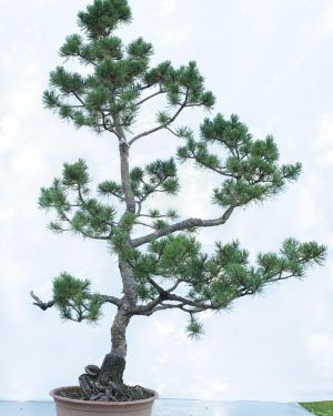 Sosna pospolita bonsai no.81 – Pinus sylvestris