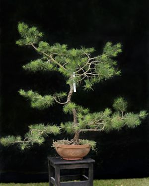 Sosna pospolita bonsai no.86 – Pinus sylvestris