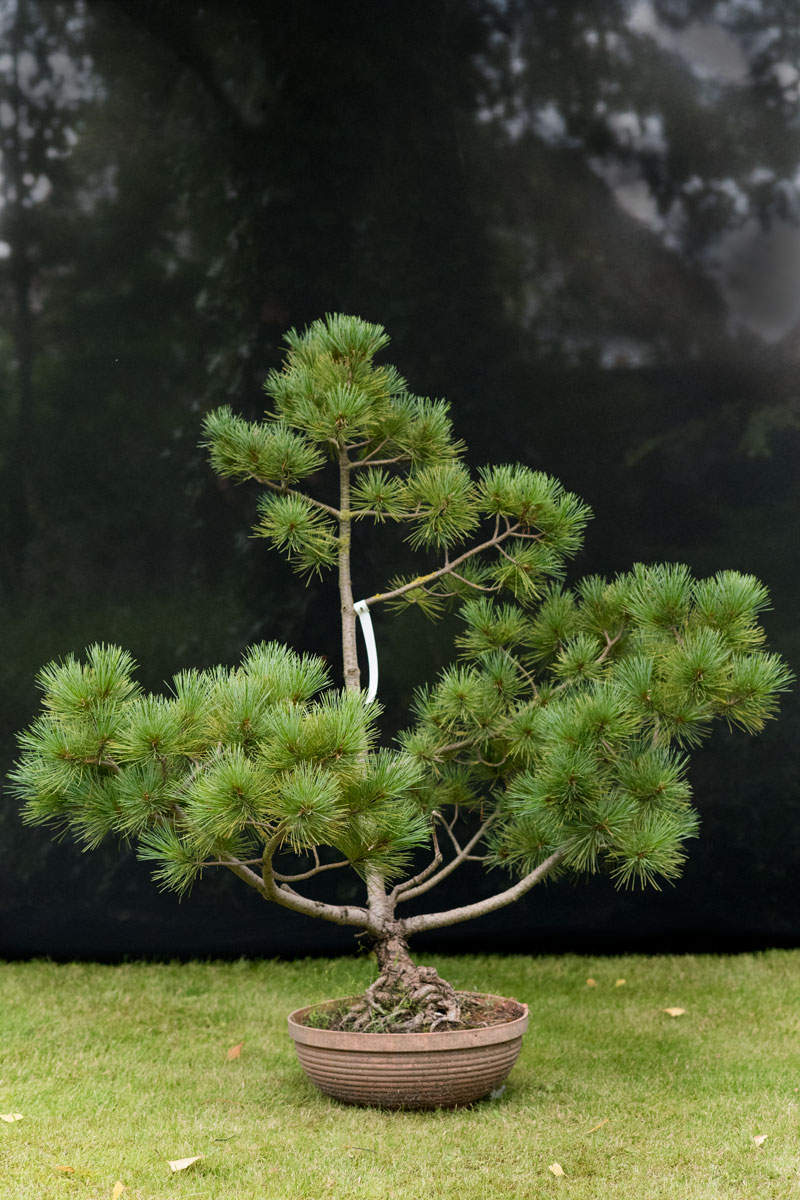 Sosna rumelijska - Pinus peuce duże drzewo drzewa sadzonki w donicach szkółka sprzedaż sklep do ogrodu sadzenia iglaste zimozielone bonsai