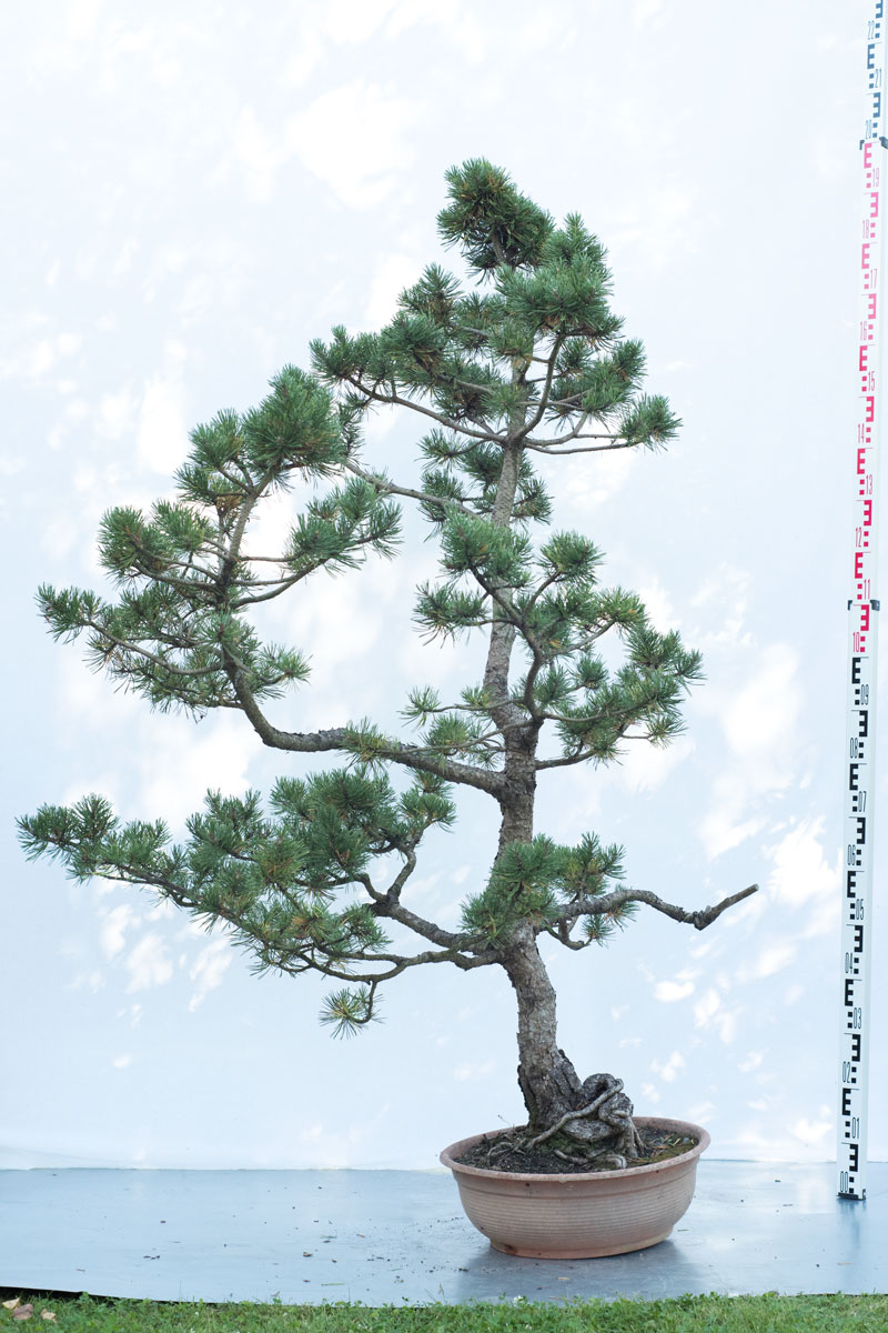 Sosna pospolita bonsai no.81 – Pinus sylvestris