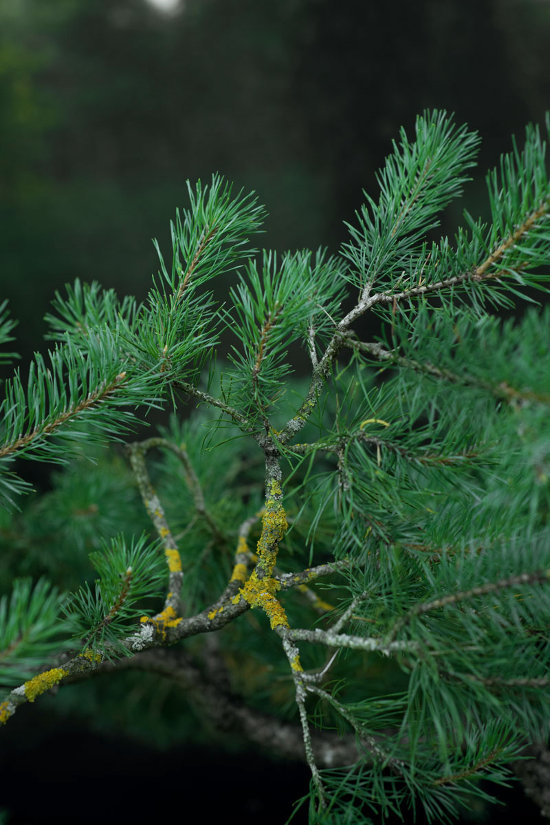 Sosna pospolita - Pinus sylvestris duże drzewo drzewa sadzonki w donicach szkółka sprzedaż sklep do ogrodu sadzenia iglaste zimozielone bonsai