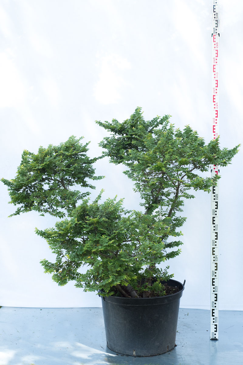 Wiąz polny 'Jacqueline Hiller' - Ulmus minor duże drzewo drzewa sadzonki w donicach szkółka sprzedaż sklep do ogrodu sadzenia liściaste liście