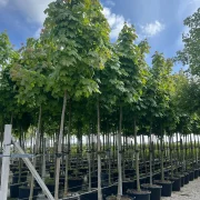 Klon pospolity – Acer platanoides