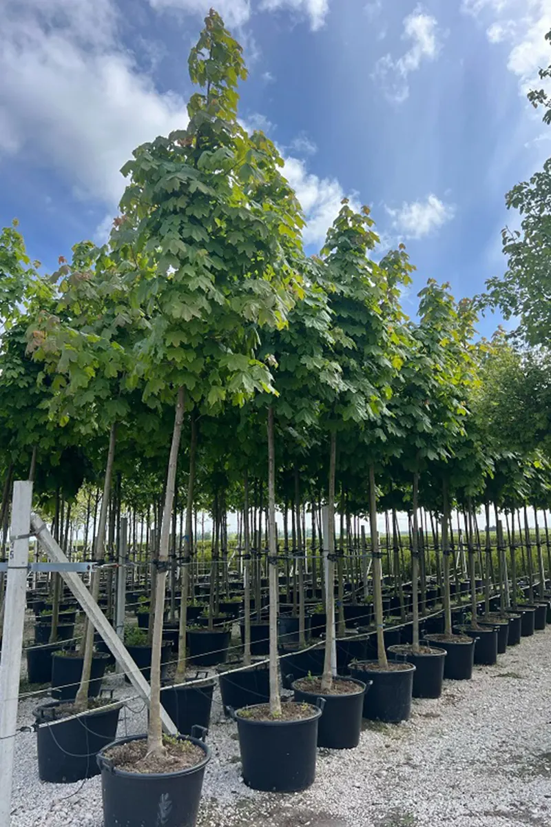 Klon pospolity – Acer platanoides