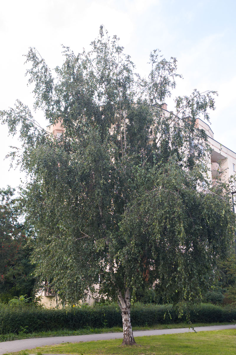 Brzoza brodawkowata – Betula pendula