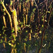 Brzoza brodawkowata – Betula pendula