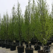 Grab pospolity *Kolumna* – Carpinus betulus