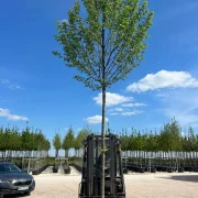 Grab pospolity *Kolumna* – Carpinus betulus