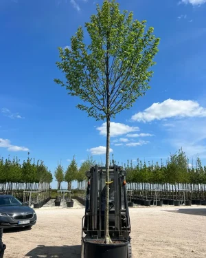 Grab pospolity *Kolumna* – Carpinus betulus