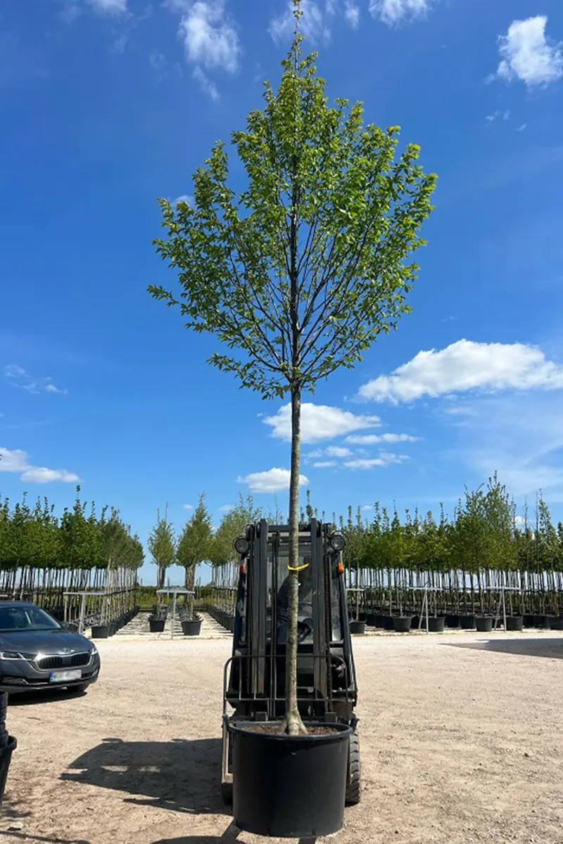 Grab pospolity *Kolumna* – Carpinus betulus
