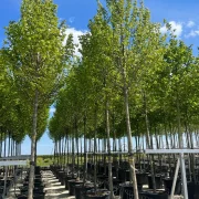 Grab pospolity *Kolumna* – Carpinus betulus