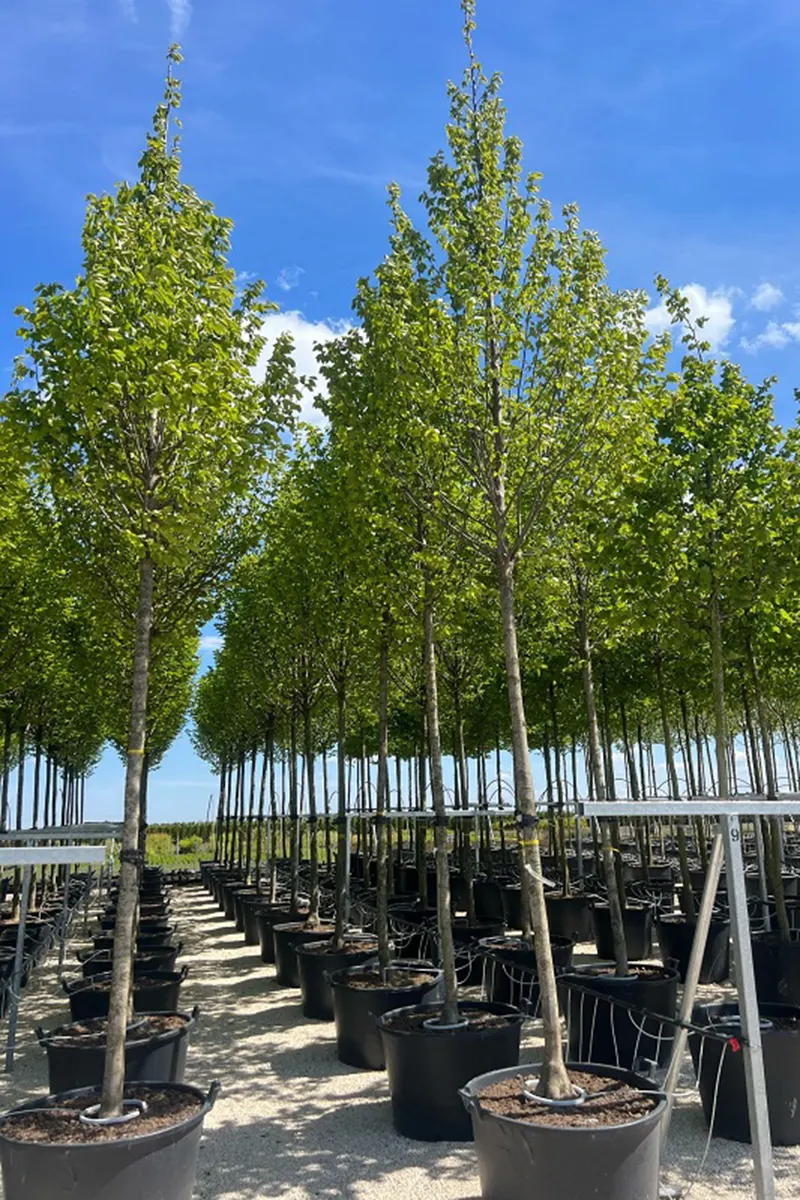 Grab pospolity *Kolumna* – Carpinus betulus