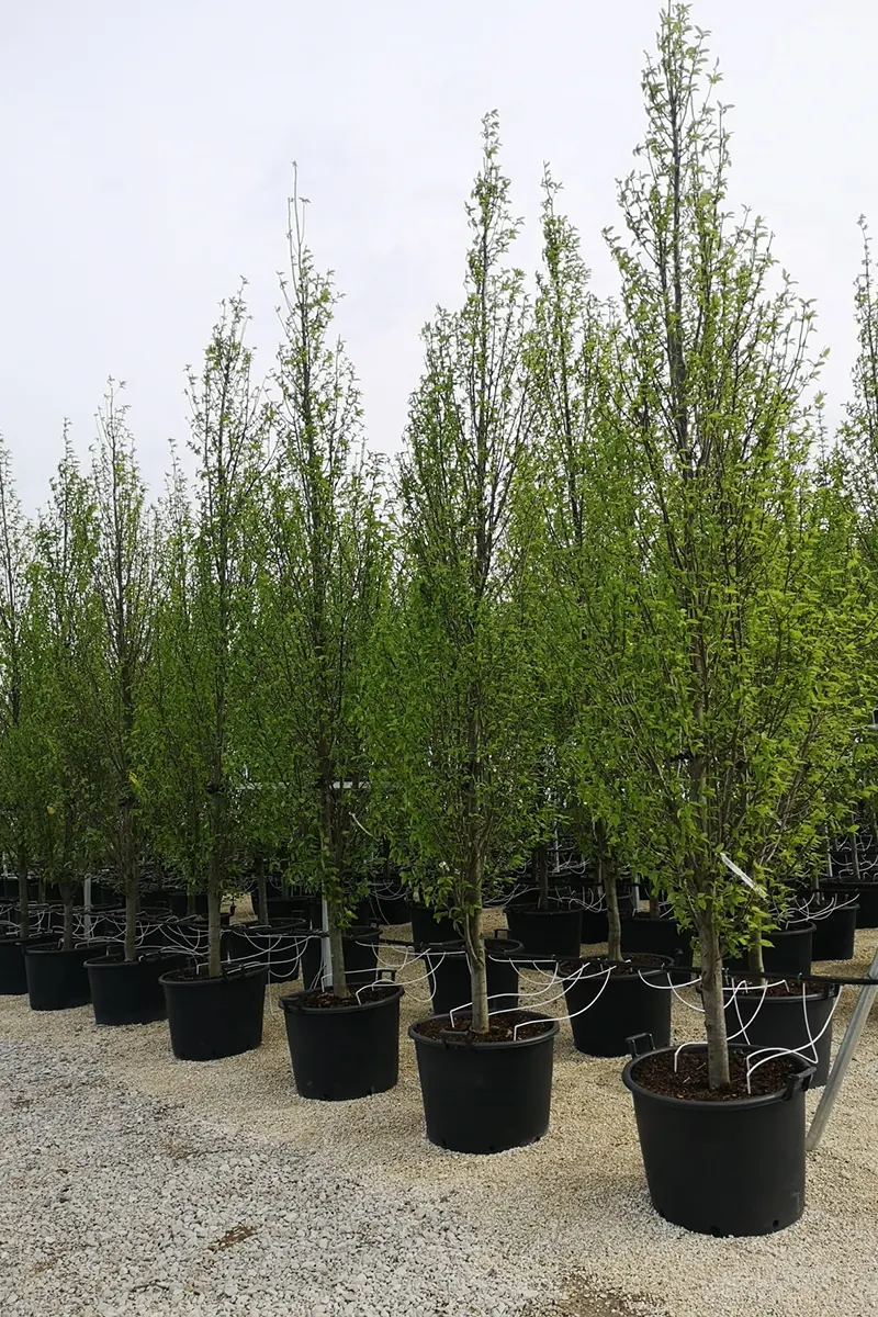 Grab pospolity *Kolumna* – Carpinus betulus