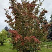 Dereń kousa – Cornus kousa var. chinensis