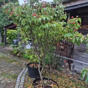 Dereń kousa – Cornus kousa var. chinensis