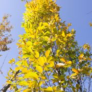 żółte przebarwienia liści