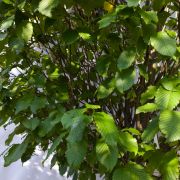 Grab pospolity *Kolumna* 4m – Carpinus betulus