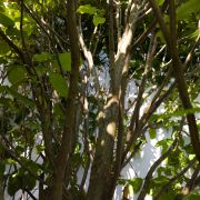 Grab pospolity *Kolumna* 4m – Carpinus betulus