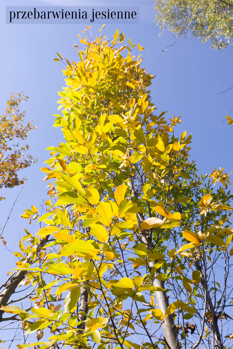 żółte przebarwienia liści