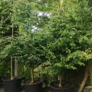 Grujecznik japoński – Cercidiphyllum japonicum