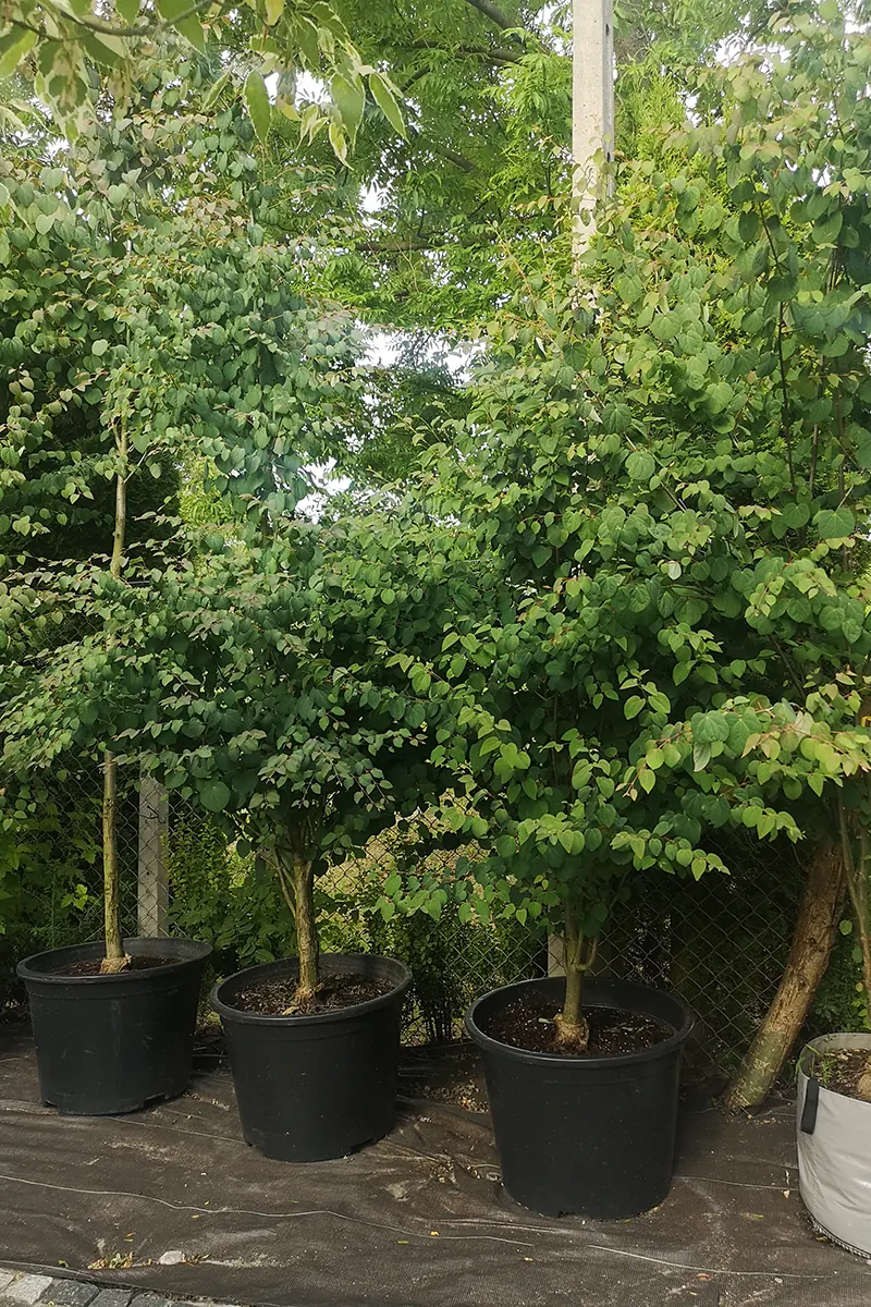 Grujecznik japoński – Cercidiphyllum japonicum