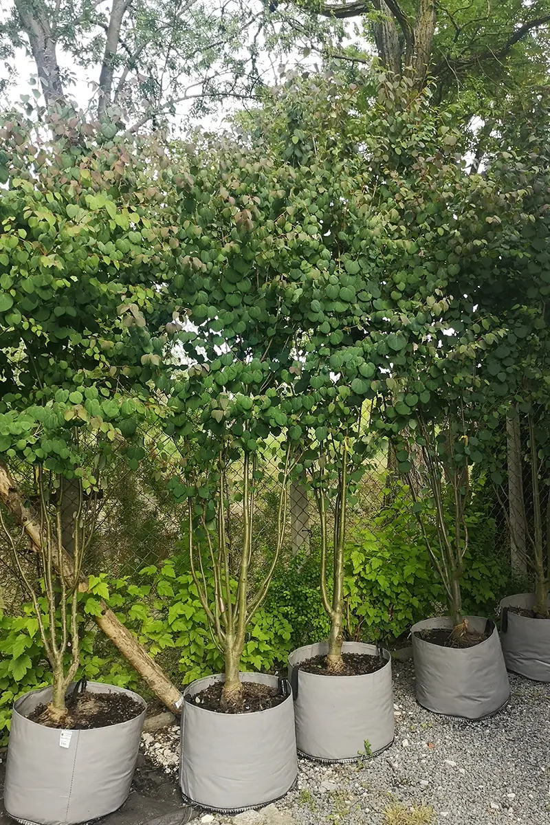 Grujecznik japoński – Cercidiphyllum japonicum