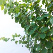 Grujecznik japoński – Cercidiphyllum japonicum