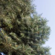 Jodła kalifornijska / jednobarwna – Abies concolor