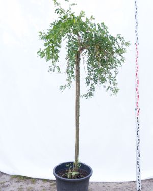Karagana syberyjska 'Pendula’ – Caragana arborescens