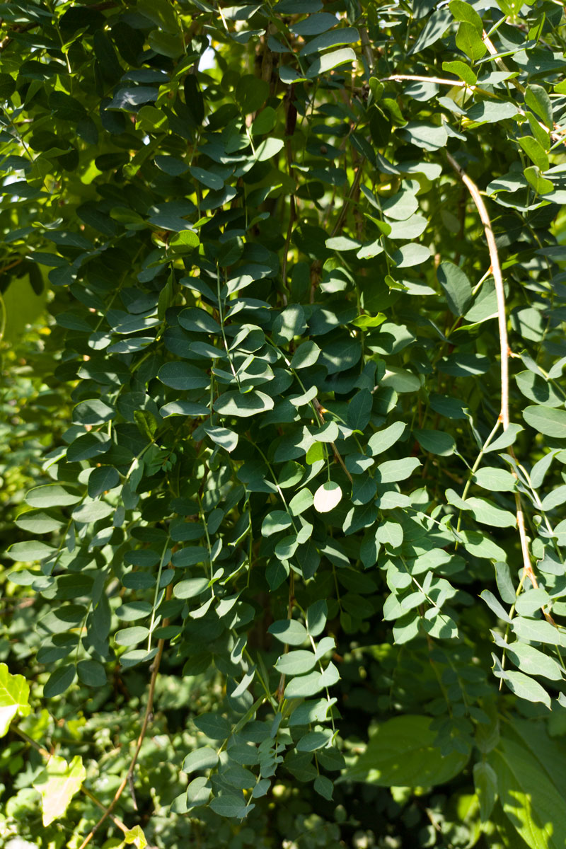 Karagana syberyjska 'Pendula’ – Caragana arborescens