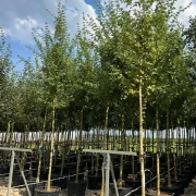 Klon polny – Acer campestre