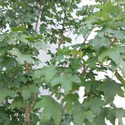 Klon polny – Acer campestre