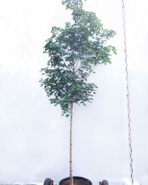Klon polny – Acer campestre