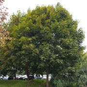Klon pospolity – Acer platanoides