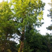 Metasekwoja chińska – Metasequoia glyptostroboides