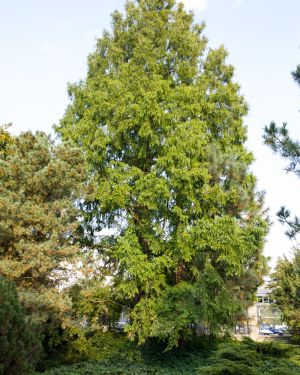 Metasekwoja chińska – Metasequoia glyptostroboides