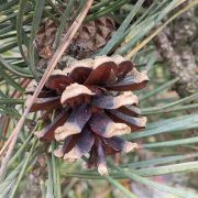 Sosna pospolita 'Fastigiata’ – Pinus sylvestris