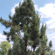 Sosna pospolita 'Fastigiata’ – Pinus sylvestris