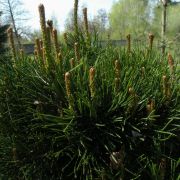 Sosna kosodrzewina – Pinus mugo