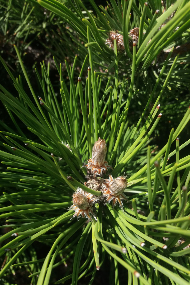 Sosna czarna – Pinus nigra