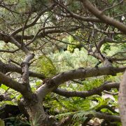 Sosna kosodrzewina – Pinus mugo