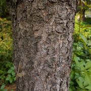 Sosna limba – Pinus cembra
