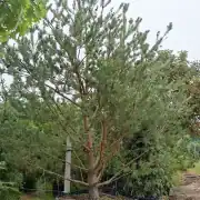 Sosna pospolita – Pinus sylvestris